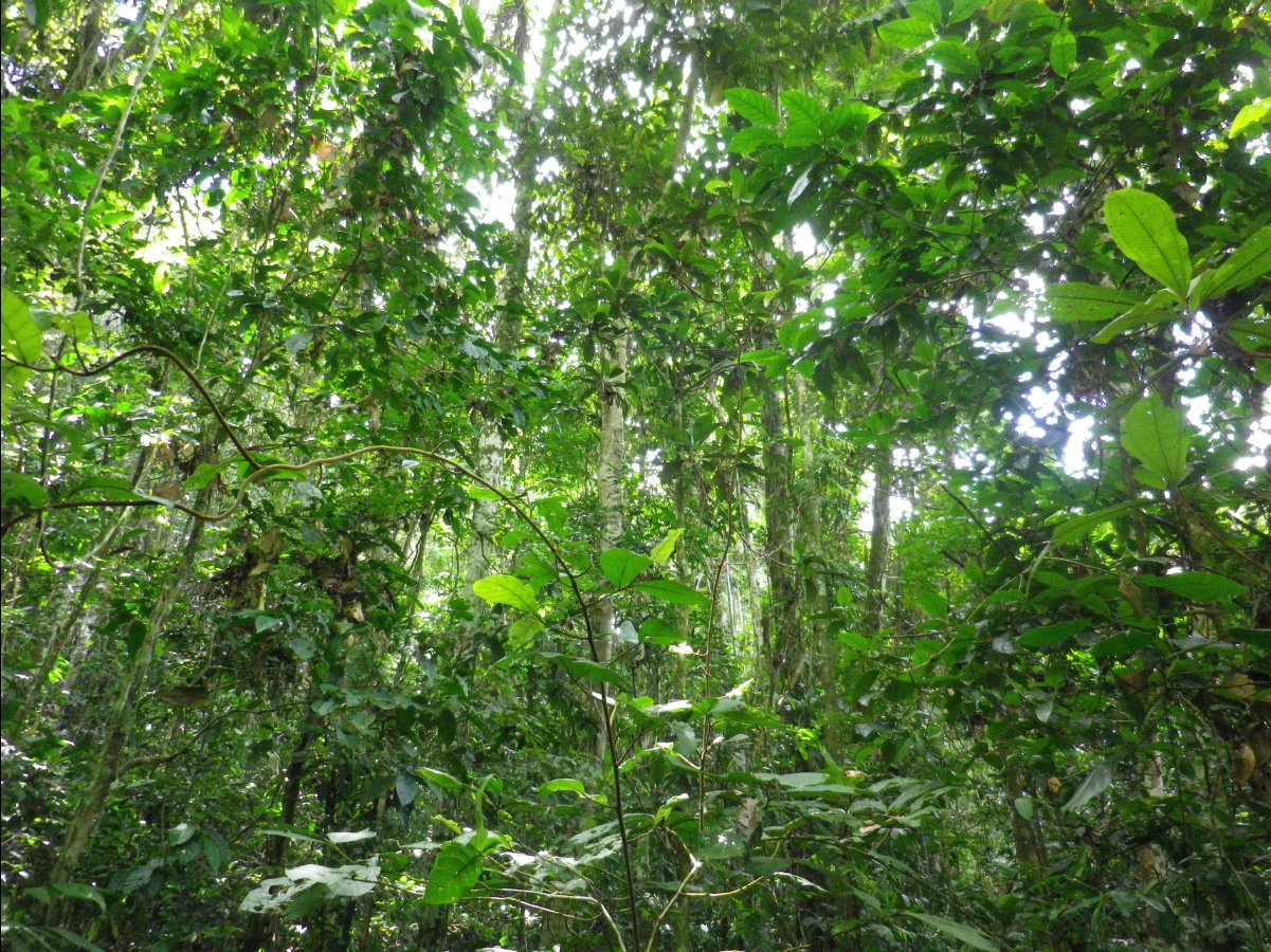 Amazon - Peru20